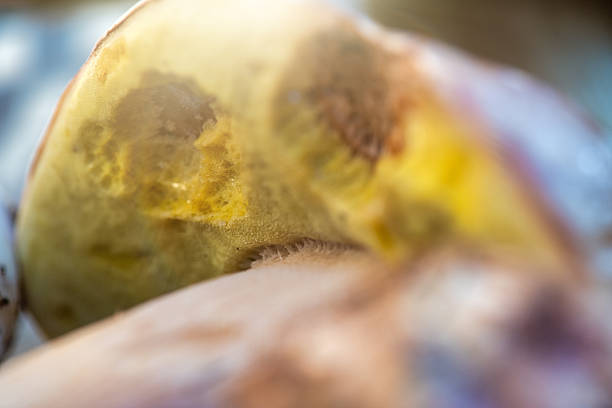 Macro of greenish yellow sulfur crystals.