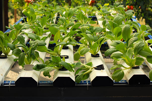Close up view of hydroponic garden