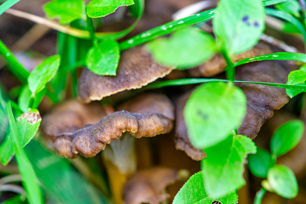 Fresh chanterelle mushrooms in forest environment among grass moss and fallen branches.