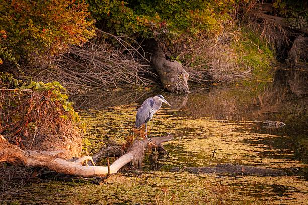 istock Heron in a serene autumn pond. 2245622767