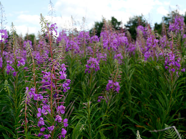 istock Blooming fireweed (Chamaenerion angustifolium) on field margins. 2245622828