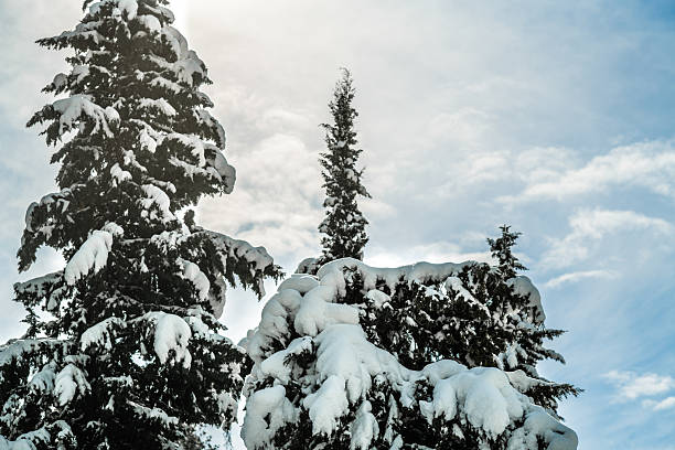 Trees in winter