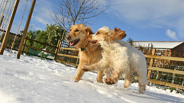 Golden Retriever dog and Cocker spaniel in snow