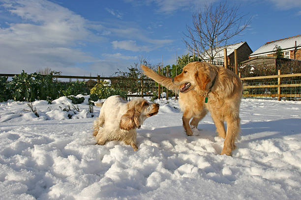 Golden Retriever dog and Cocker spaniel in snow