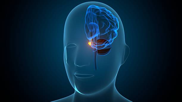 istock Human brain anatomy. 3d illustrations 2245625953