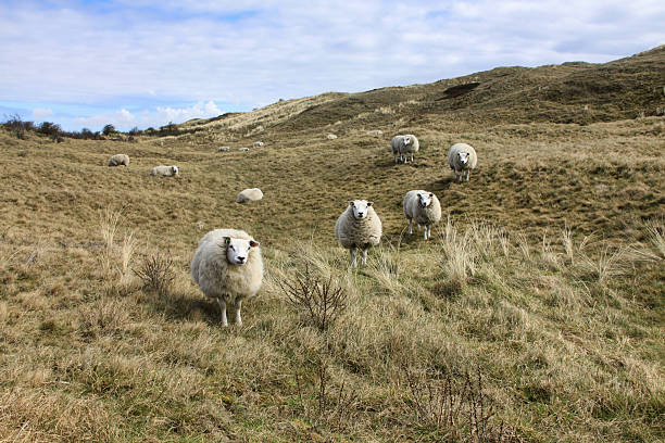 istock Curious Texel Sheep Looking at Camera on Dune Landscape 2245626628