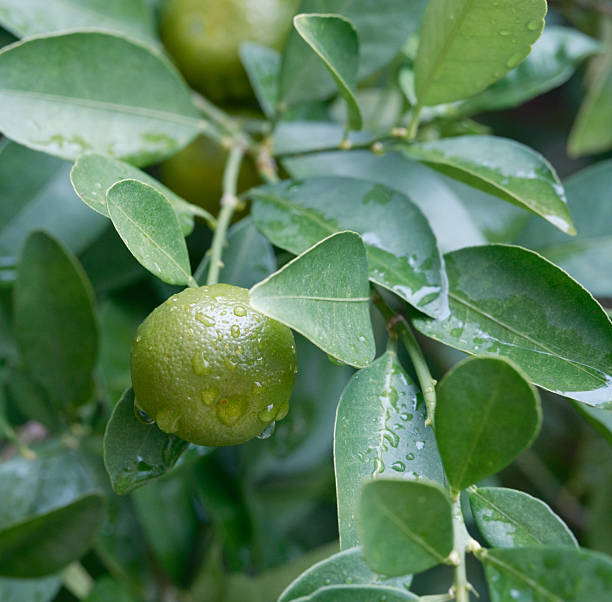 istock Green tangerines hanging on branches after the rain 2245627128