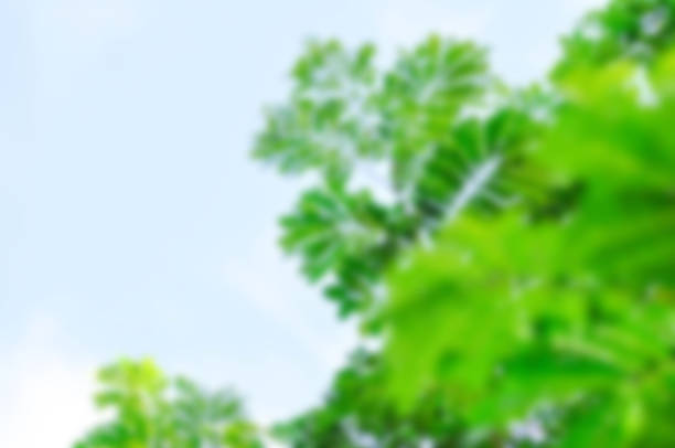 tree and sky in blur background or Rain tree background in selective focus or blur picture