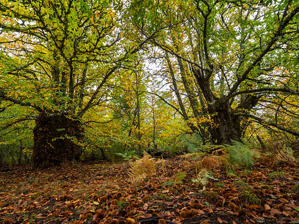 istock Old chestnut trees in autumn in the Sierra de Francia 2245629549