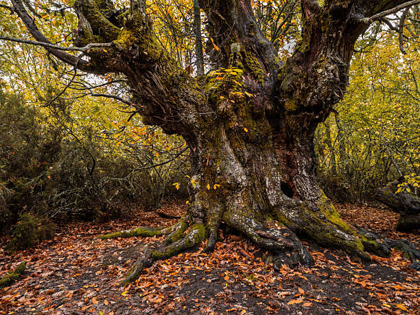 istock Old chestnut trees in autumn in the Sierra de Francia 2245629587