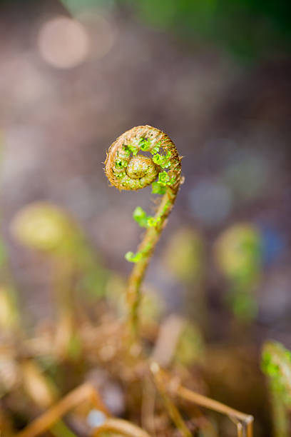 istock Closeup of a developing wood fern 2245629594