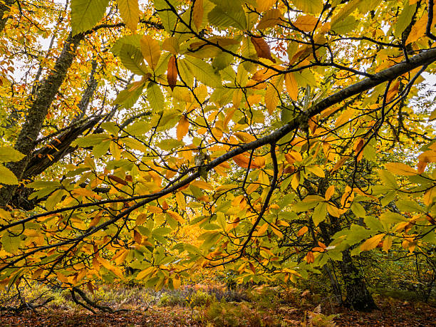 Leaves of the Maple tree which turned orange and red in autumn. High quality photo