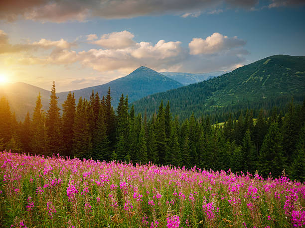 istock Tranquil summer day with green hills illuminated by the sun. 2245629930