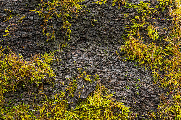 Moss covering part of a tree trunk