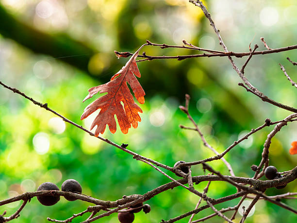 Solitary oak leaf in autumn