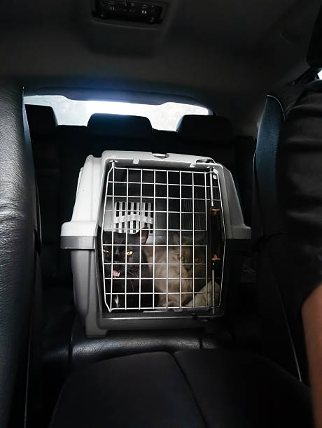 istock Two Cats in Carrier Ride in Car 2245630032