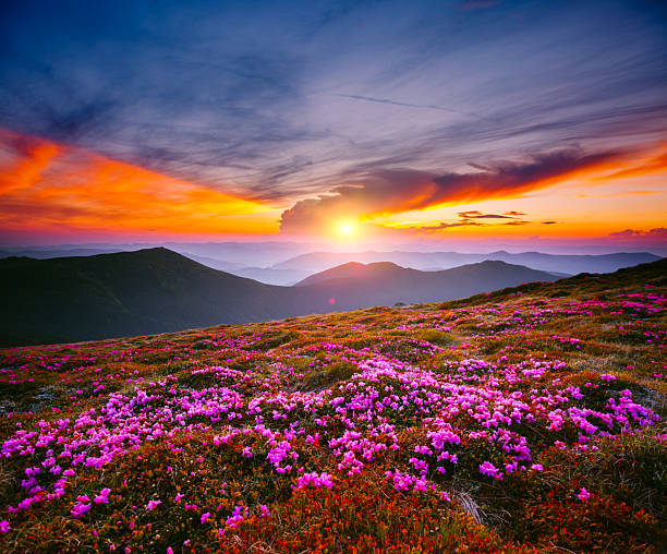 istock Fantastic scene with flowering hills illuminated by the sunset. 2245630635