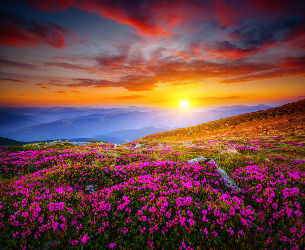 istock Attractive scene with flowering hills illuminated by the sunset. 2245630663