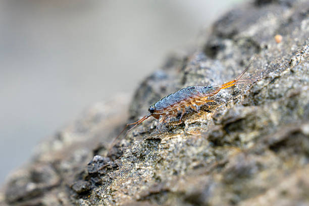 istock Close up of wharf roach 2245630719