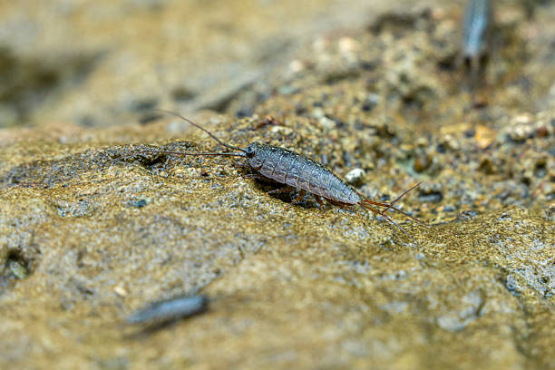 istock Close up of wharf roach 2245630720