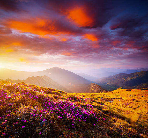 istock Attractive scene with flowering hills illuminated by the sunset. 2245630726