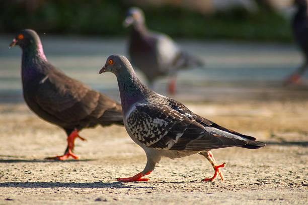 istock a group of feral pigeons 2245632052