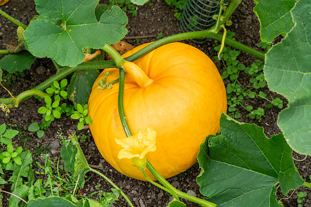 istock Cucurbita maxima 'Rouge Vif d'Etampes' pumpkin 2245633069