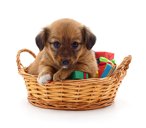istock Puppy in a basket with gifts. 2245634576