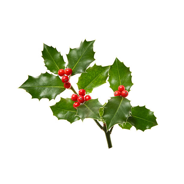 istock A sprig of Holly (Ilex) with red berries isolated on a white background. 2245637411