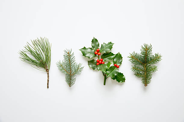 istock Christmas Holly and Evergreen Branches on White Background 2245637435