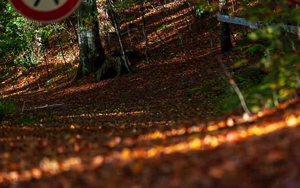 In autumn, the forest floor and trails are covered with fallen leaves, and moss, tree roots, and the interplay of light and shadow create a poetic atmosphere.