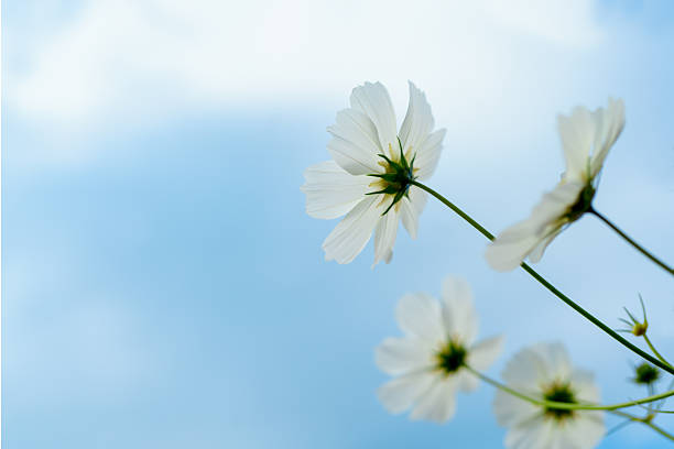 Clean and refreshing view of white cosmos flowers reaching up, framed against a soft blue sky. Focus on purity and natural elegance.