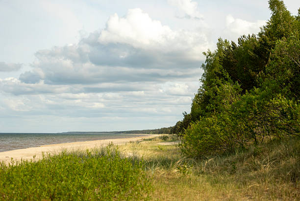 A beautiful Baltis Sea coastline landscape with forest growing on dunes. Sunny summer day in Latvia, Europe.
