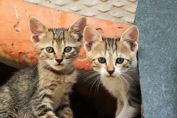 istock Cute Stray Kittens Need Loving Home 2245647665