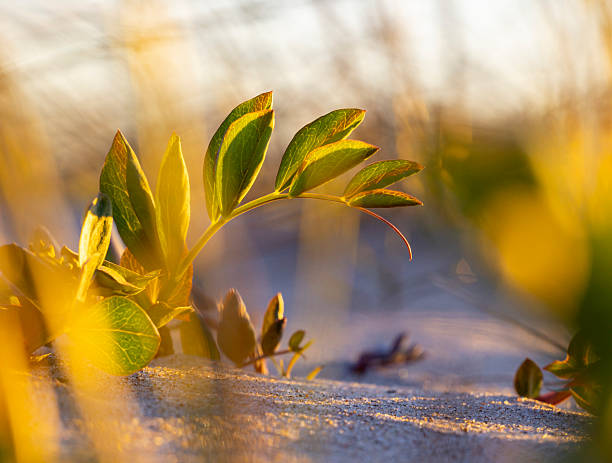 A beautiful Baltic Sea costline scenery during sunny day. A beach in Latvia, Europe.