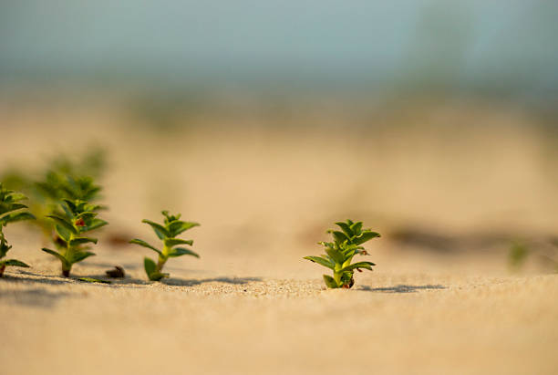 A beautiful Baltic Sea costline scenery during sunny day. A beach in Latvia, Europe.