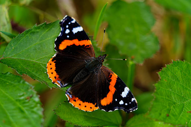 istock A stunning Red Admiral butterfly perched amidst vibrant greenery. 2245649437