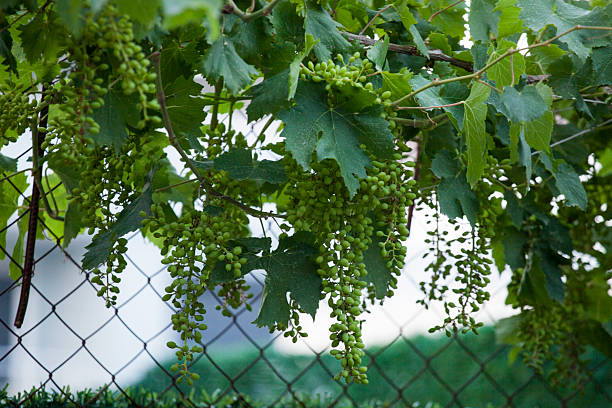 Young Green Grape Clusters Hanging From The Vines