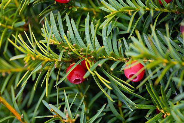 Vibrant Red Berries on Green Yew Branches, background or wallpaper for your design