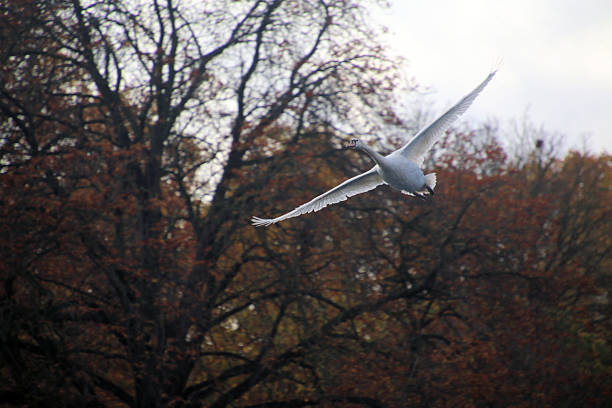 A view of a Mute Swan in London on a sunny autumn day