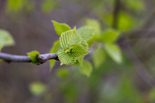Beautiful fresh green birch tree leaves sprouting in the park during spring. Seasonal close-up of trees in Latvia, Europe.