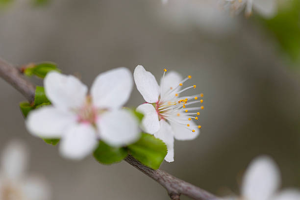 Close-up of plum blossoms in early spring. Floral pattern texture, nature background