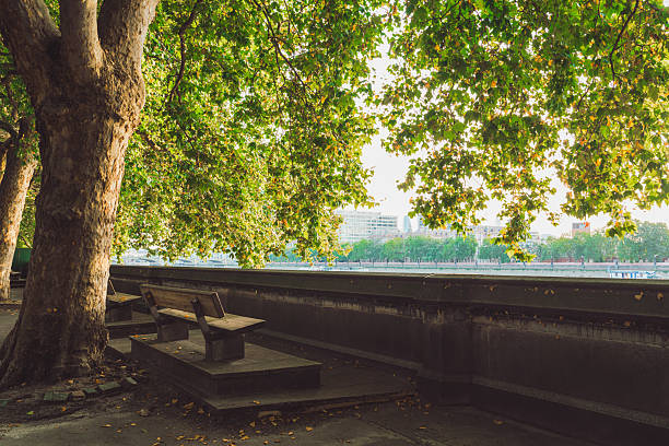 Empty park benches under leafy trees overlooking the river thames in london