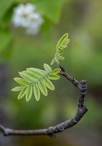 istock A beautiful spring scenery with fresh, green leaves sprouting in the park. 2245655393