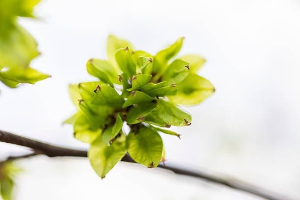 A beautiful spring scenery with fresh, green leaves sprouting in the park. Springtime in Latvia, Europe.