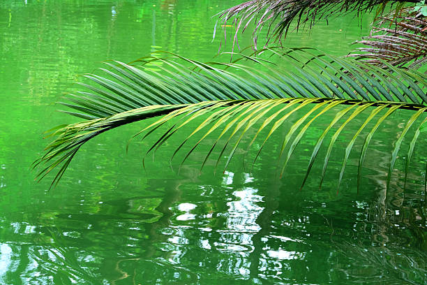 green leaves of palm tree