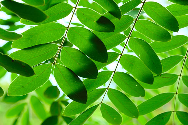 A leaf is shown in the foreground of a blurry background. The leaf is green and he is new, with a small stem. The image has a peaceful and calming mood