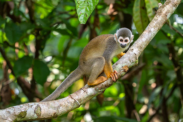 istock Humboldt's squirrel monkey in amazon rainforest Puerto Narino Amazonas Colombia while evacuating 2245657160