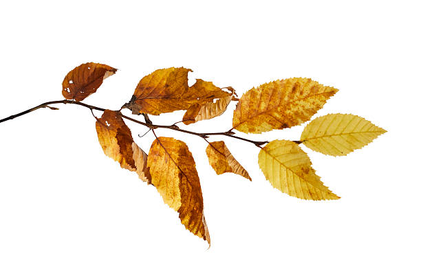 istock brown autumn leaves isolated on white 2245658989