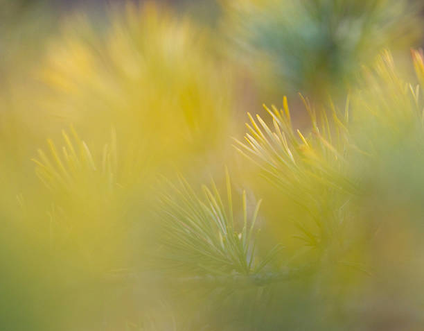 istock Beautiful green pine branches in a sunny spring day. 2245659268